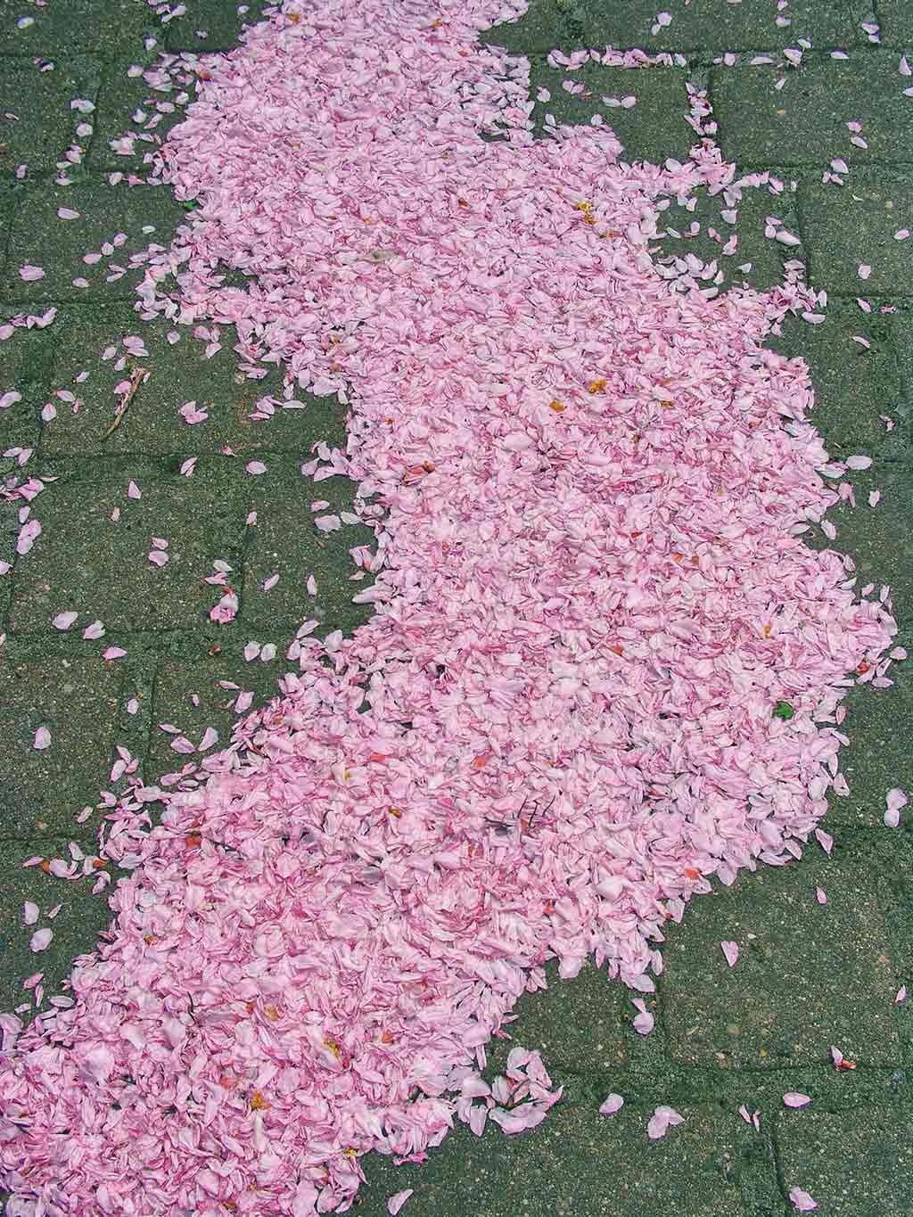 Cherry Flower Petals on pavement; by Wiesław Sadurski