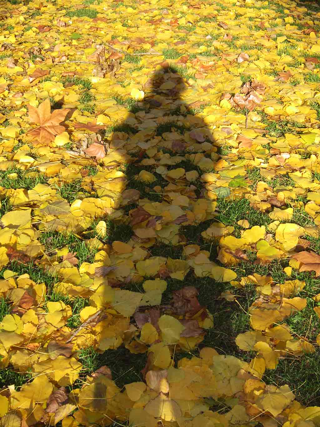 My shadow on fallen leaves; by Wiesław Sadurski