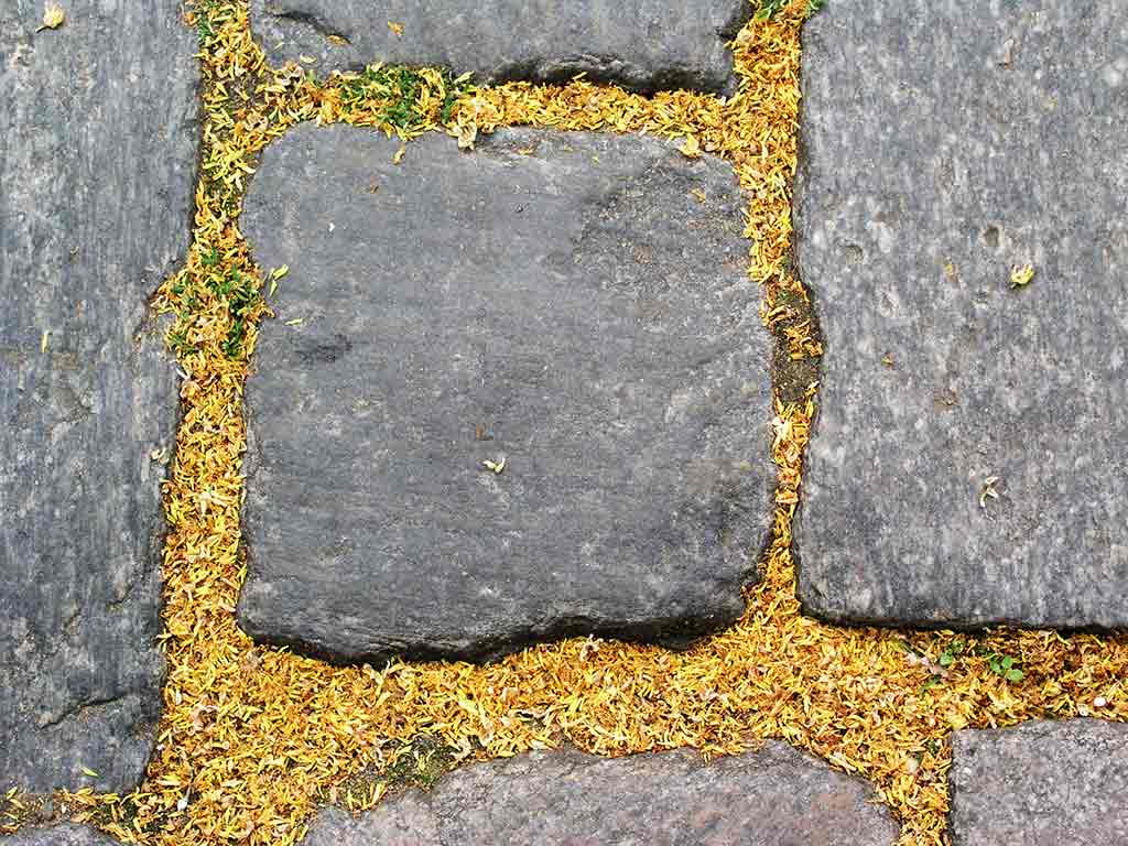 Lime Flower Petals on stones; by Wiesław Sadurski